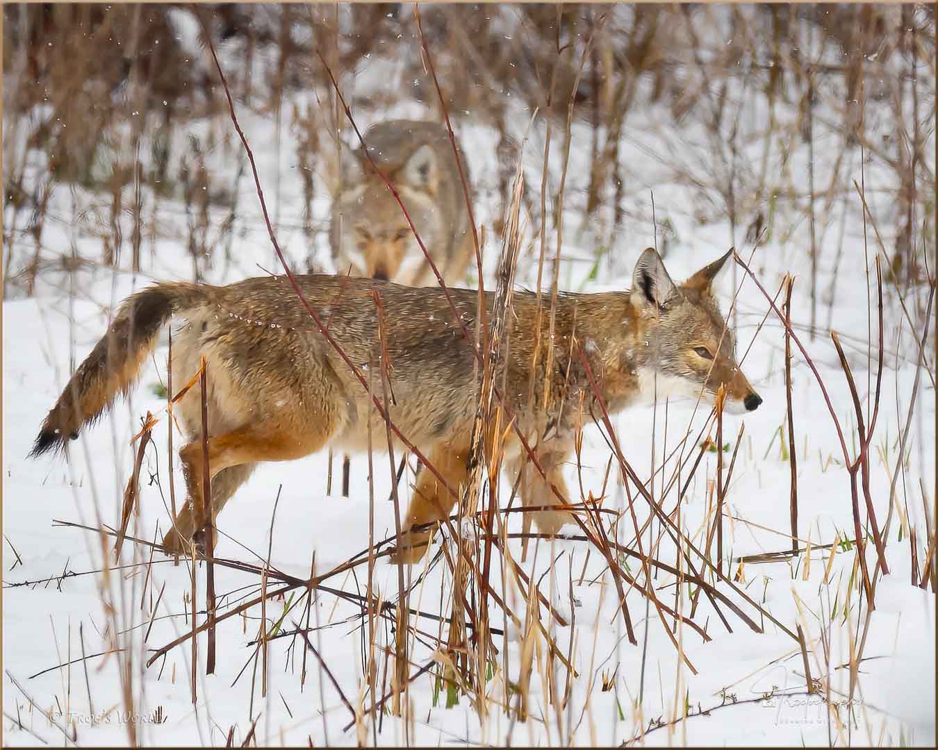 Two coyotes in a Spring snow