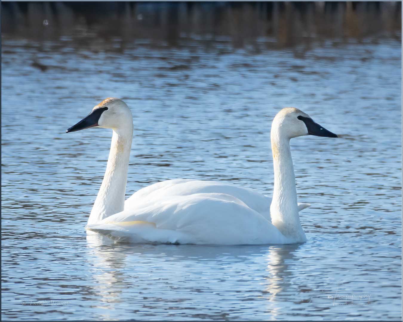 Two trumpeter swans swimming past each other