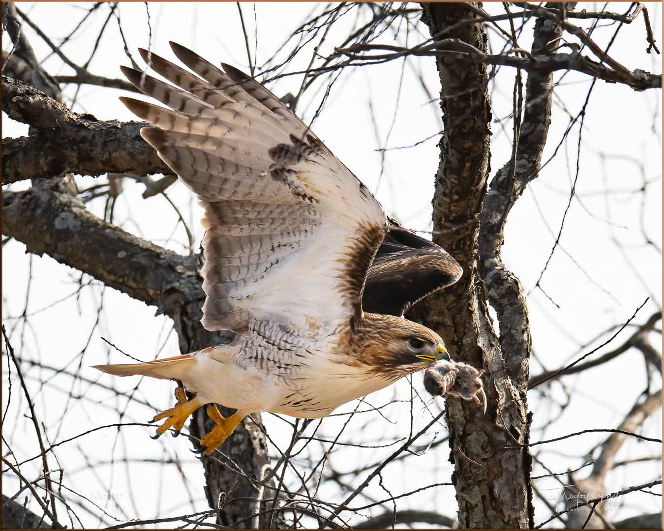 Red-tailed hawk with a mouse