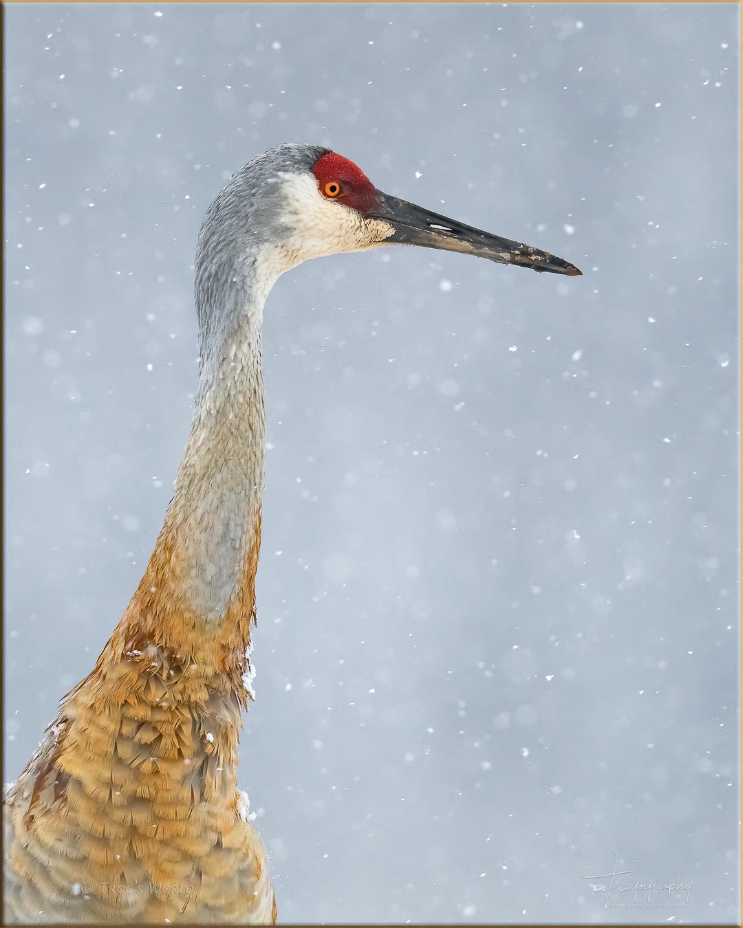 Sandhill Crane in a snowstorm