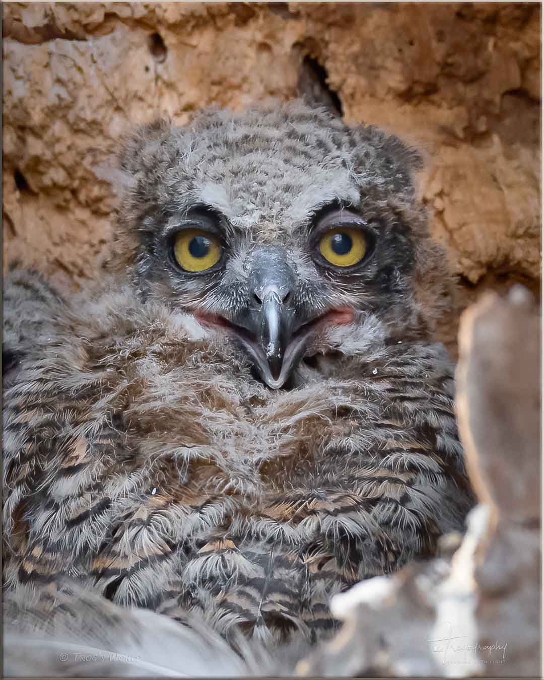 Great Horned Owlet in its nest