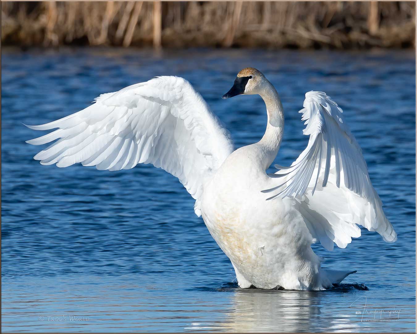 Trumpeter swan fans out its wings