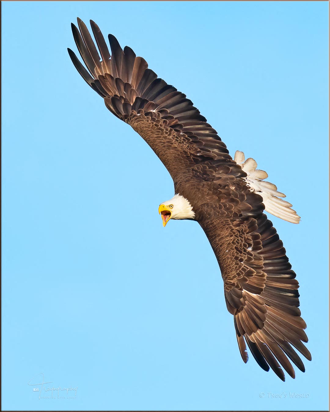 Eagle banking in flight