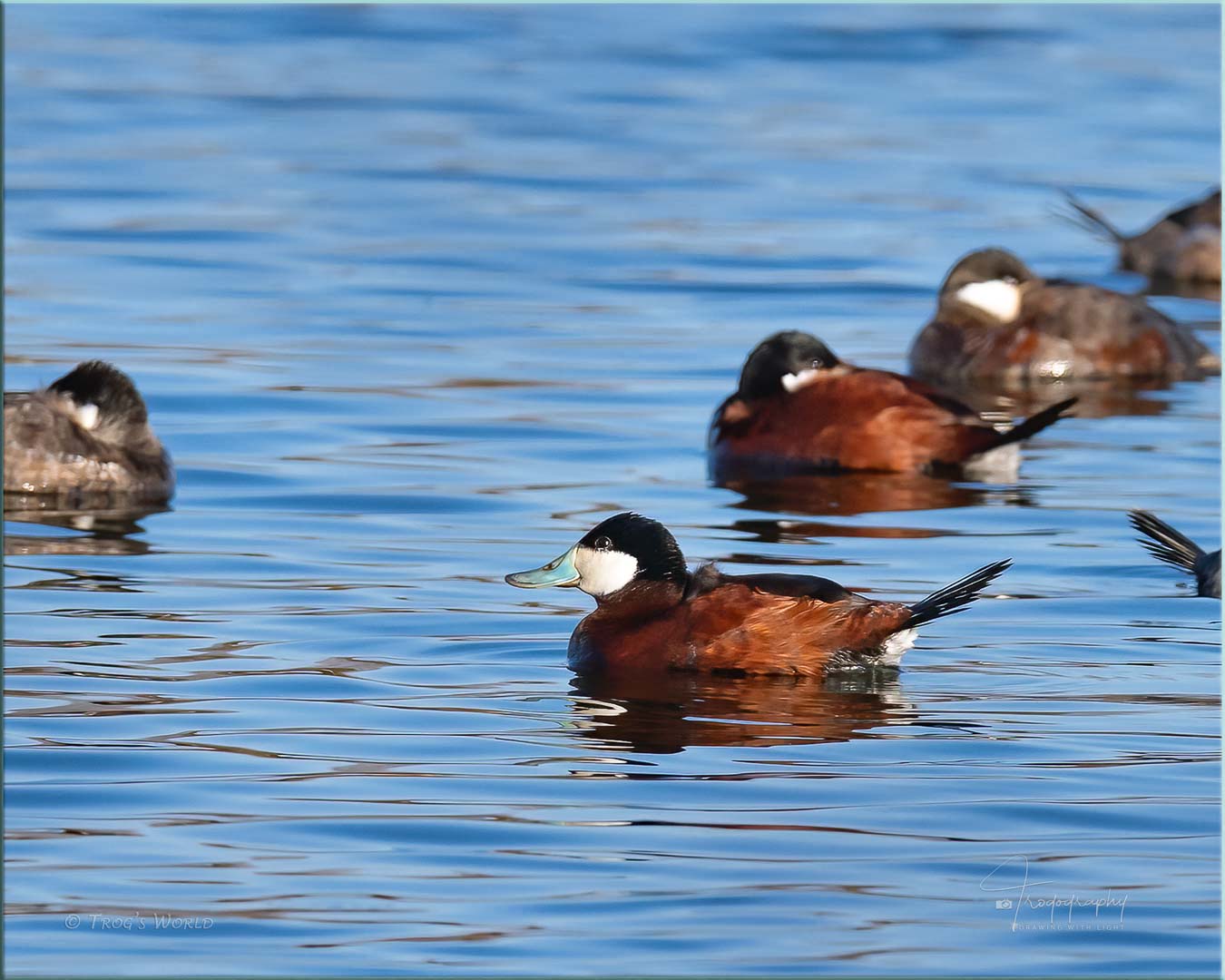 Ruddy Ducks sleeping on a lake