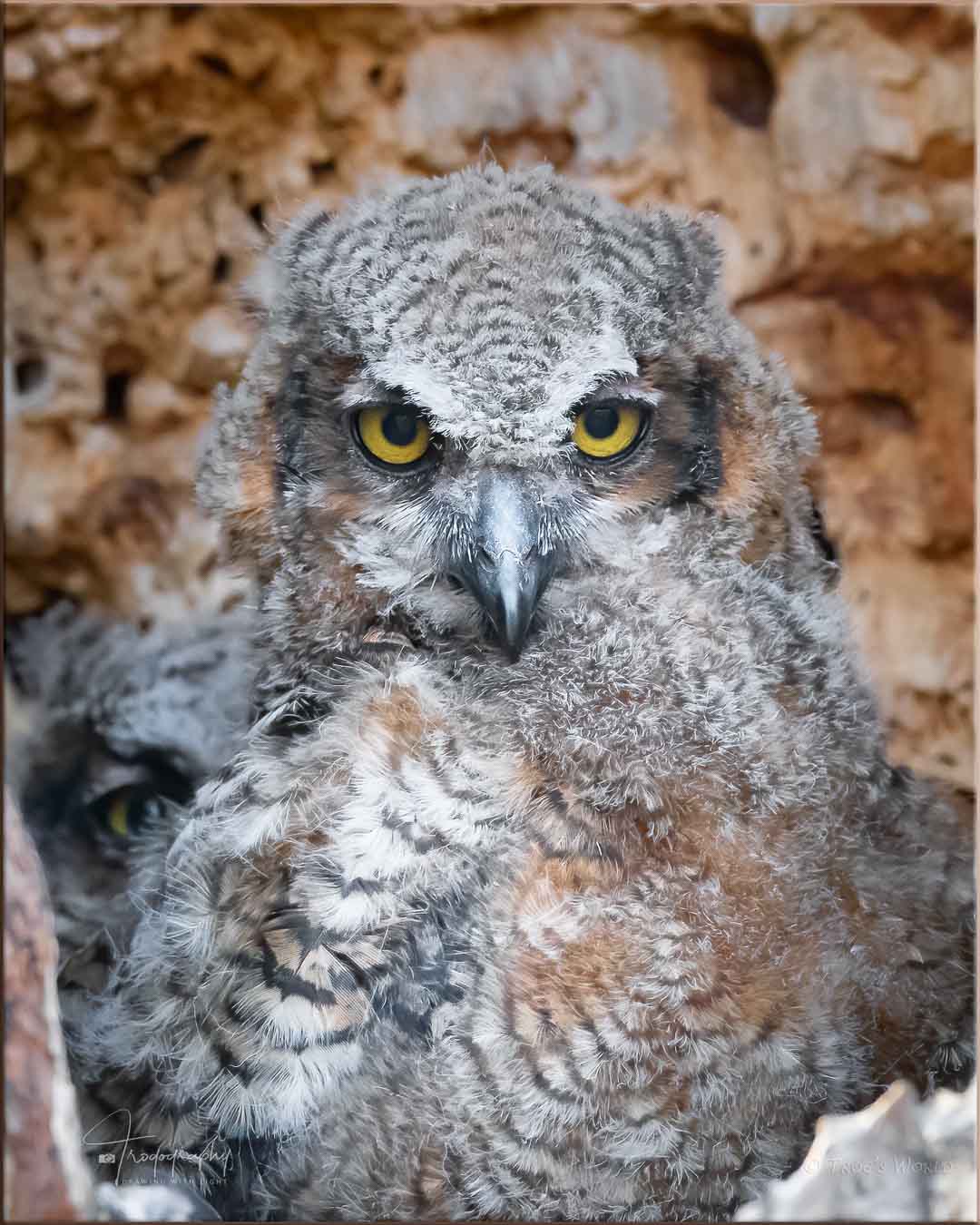 Great Horned Owlet in its nest