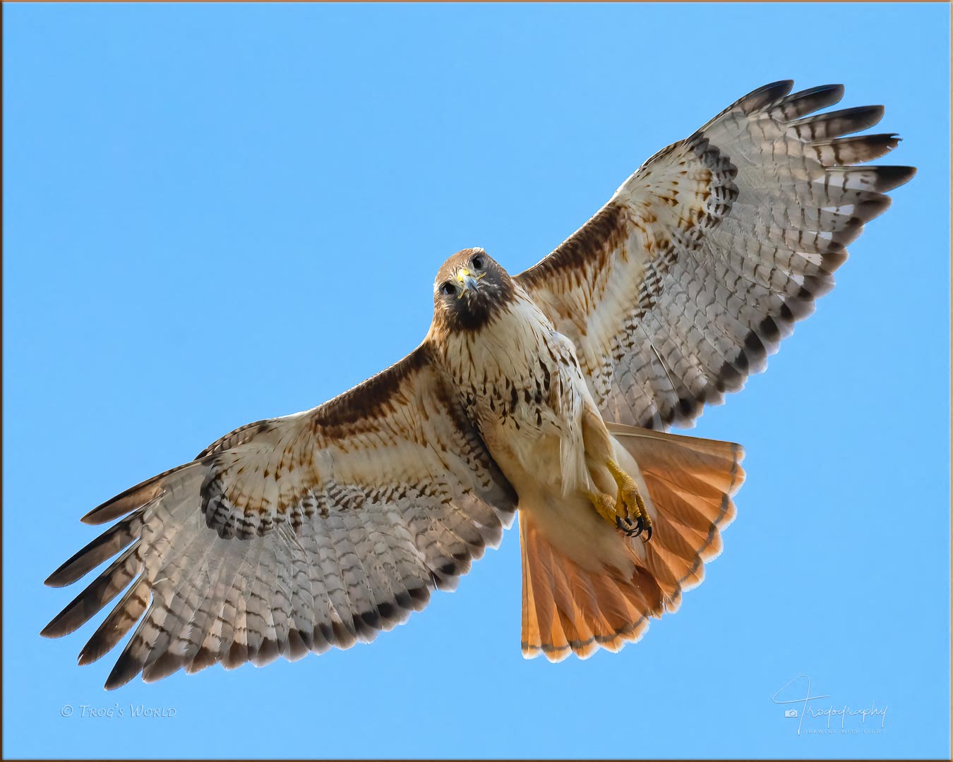 Red-tailed hawk looking down while in flight