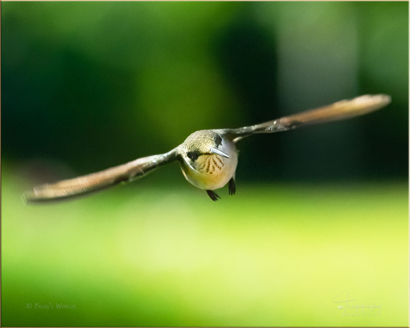 Ruby-throated Hummingbird mid-flight