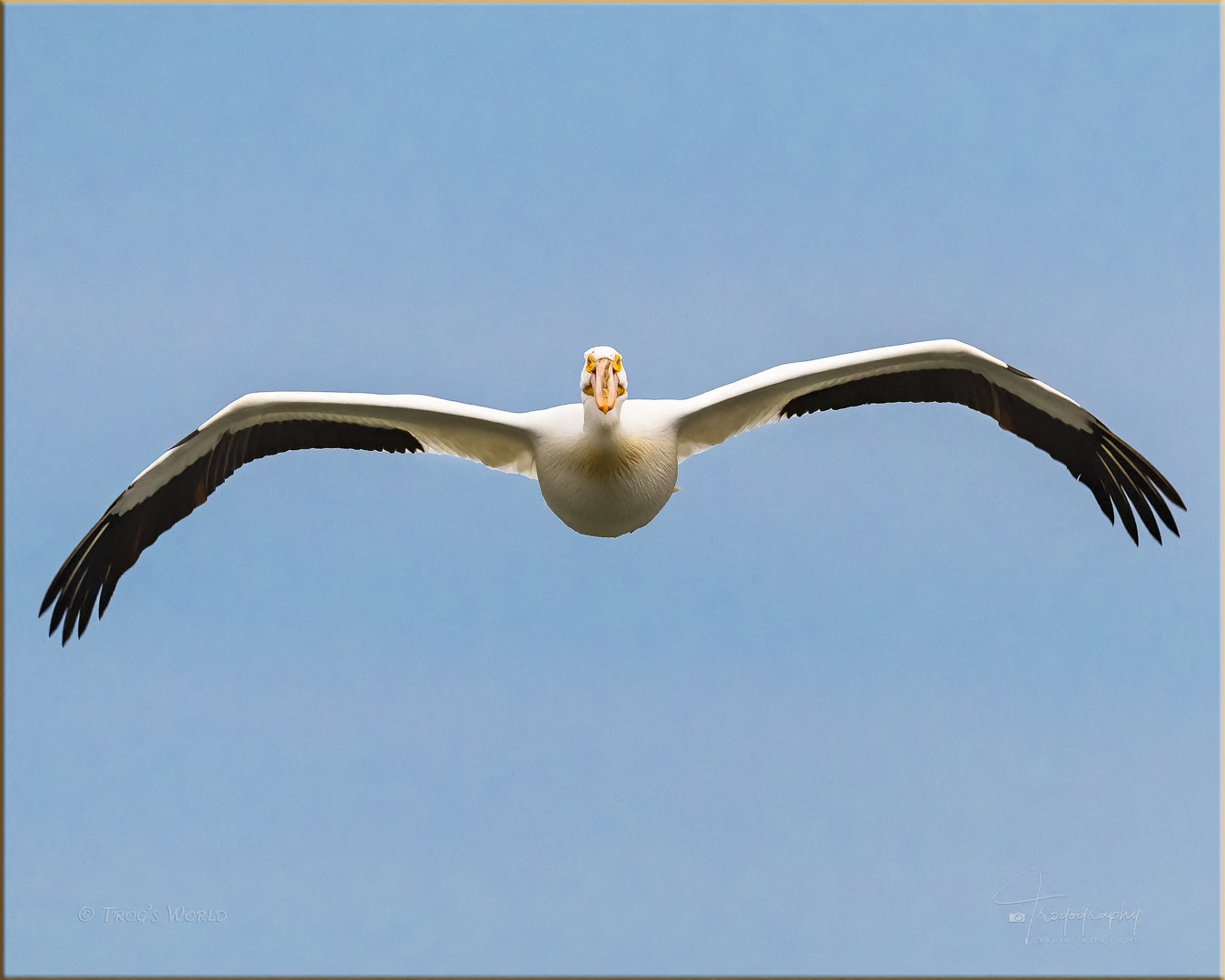 American White Pelican in flight