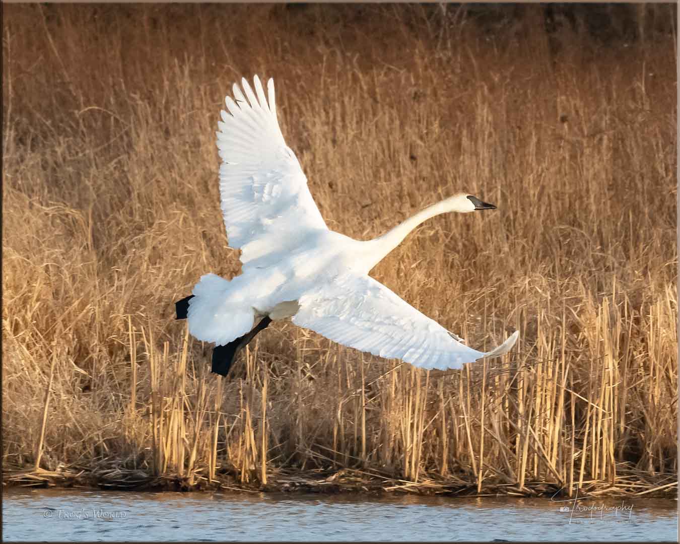 Trumpeter swans banks to the south