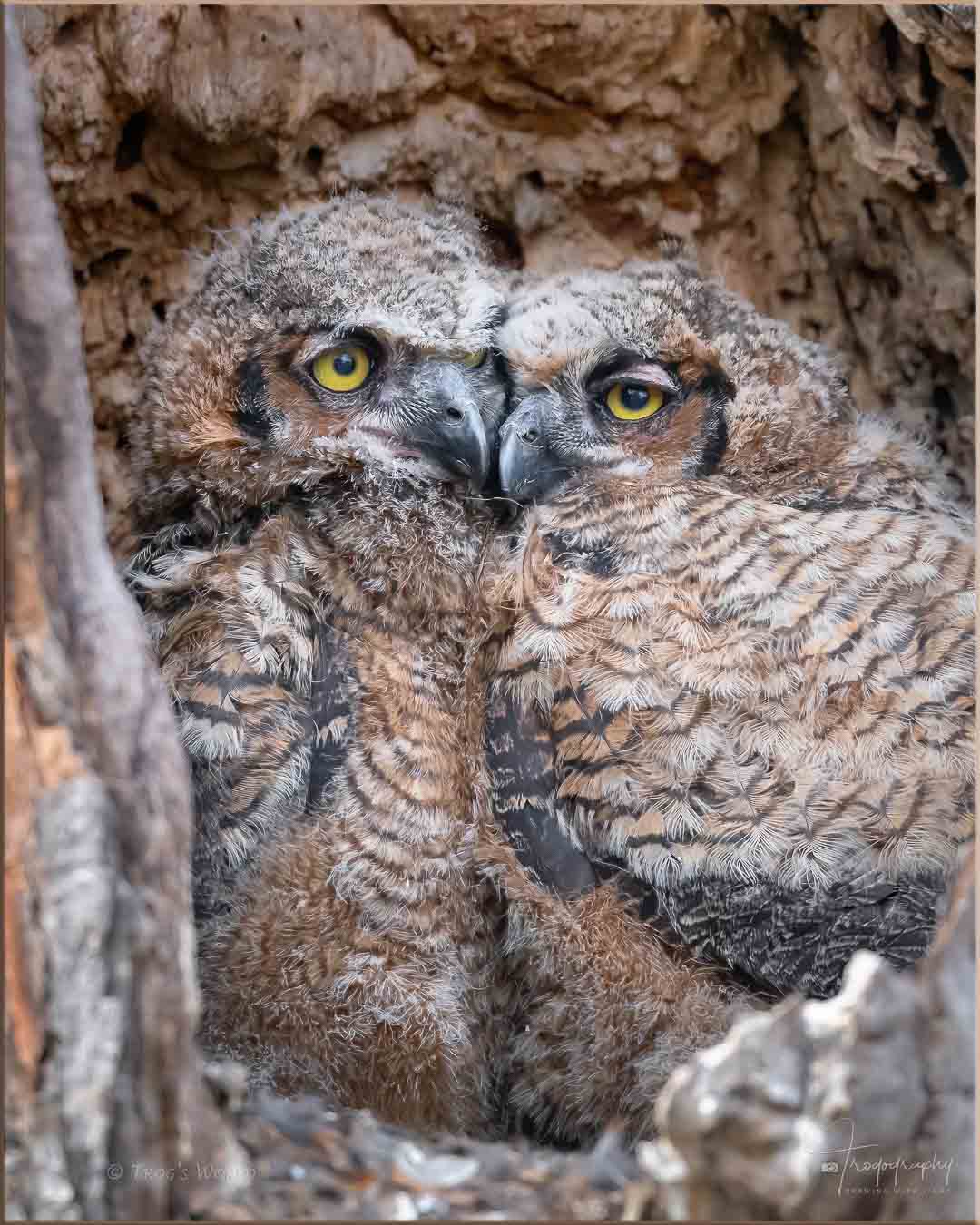 Great Horned Owlets snuggling