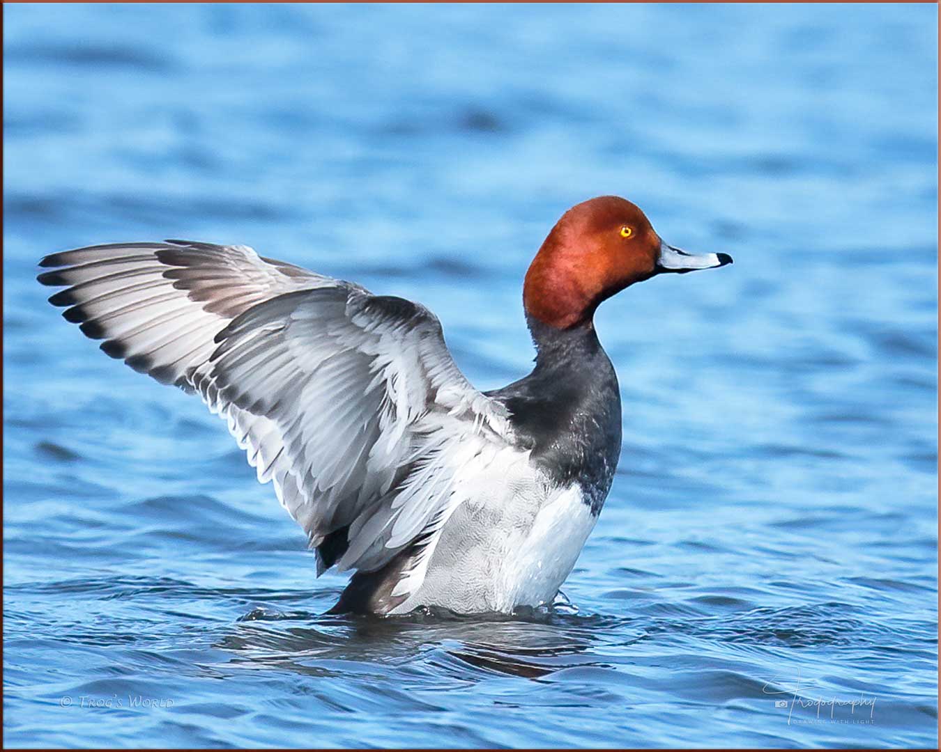 Redhead Duck flapping its wings