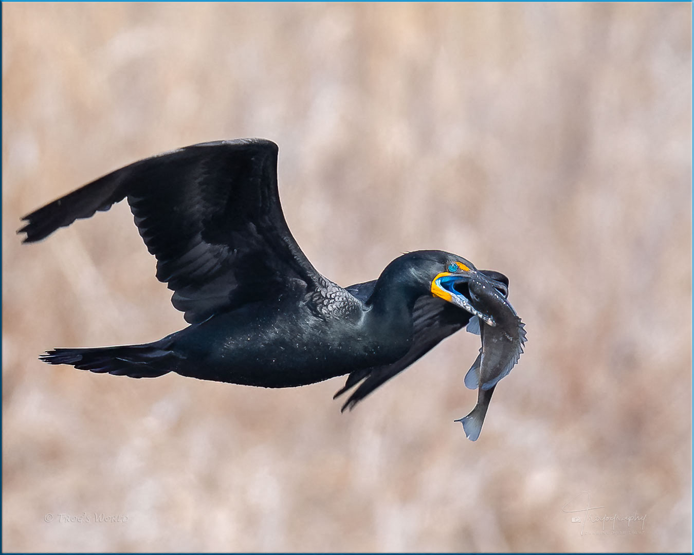 Double-crested cormorant flying with a fish