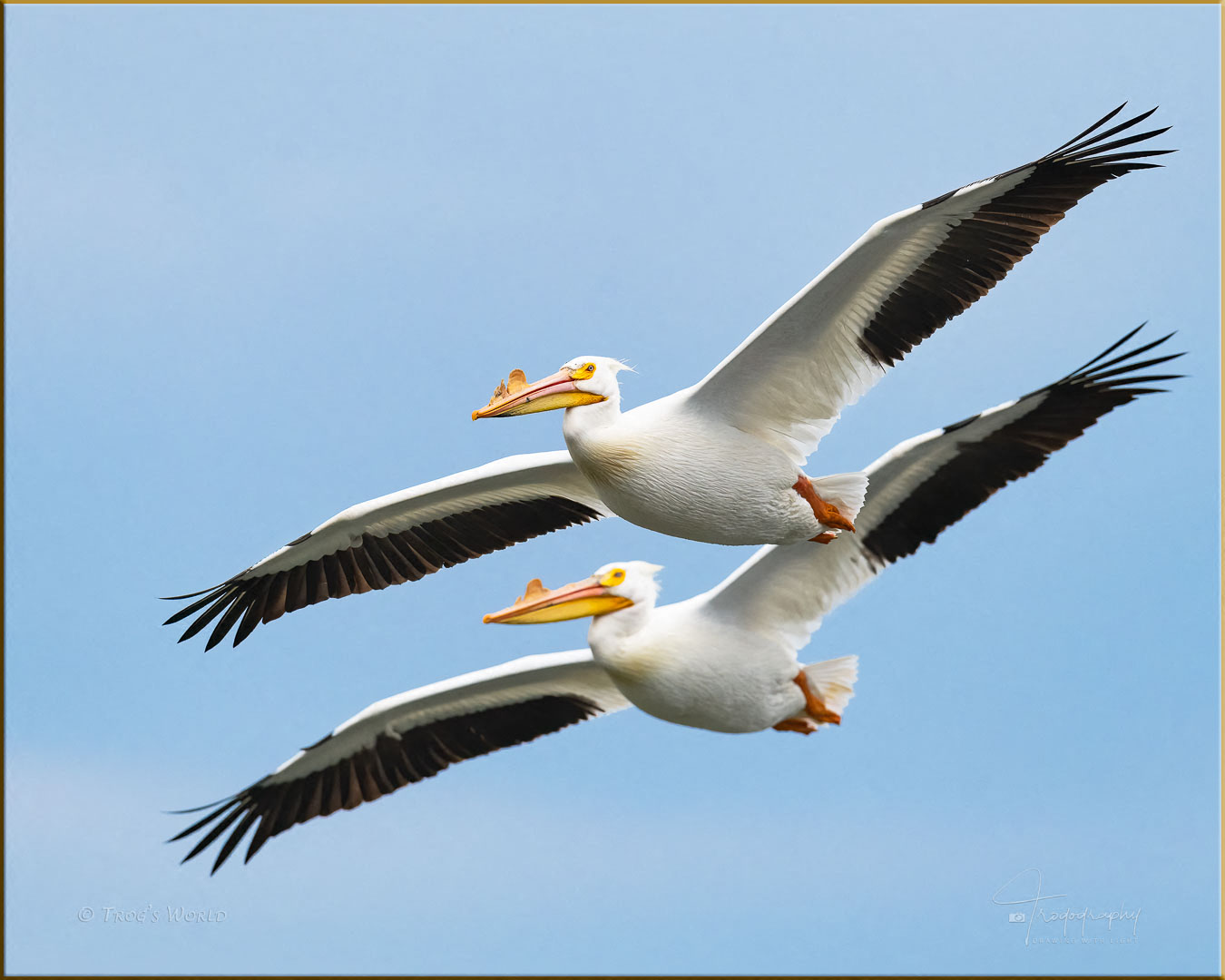 Pelican in Flight | Trogography