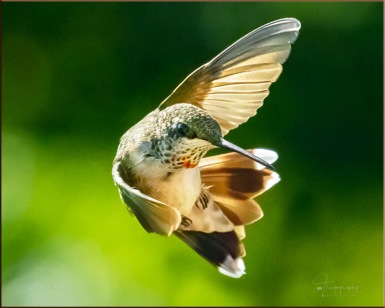 Hummingbird in flight