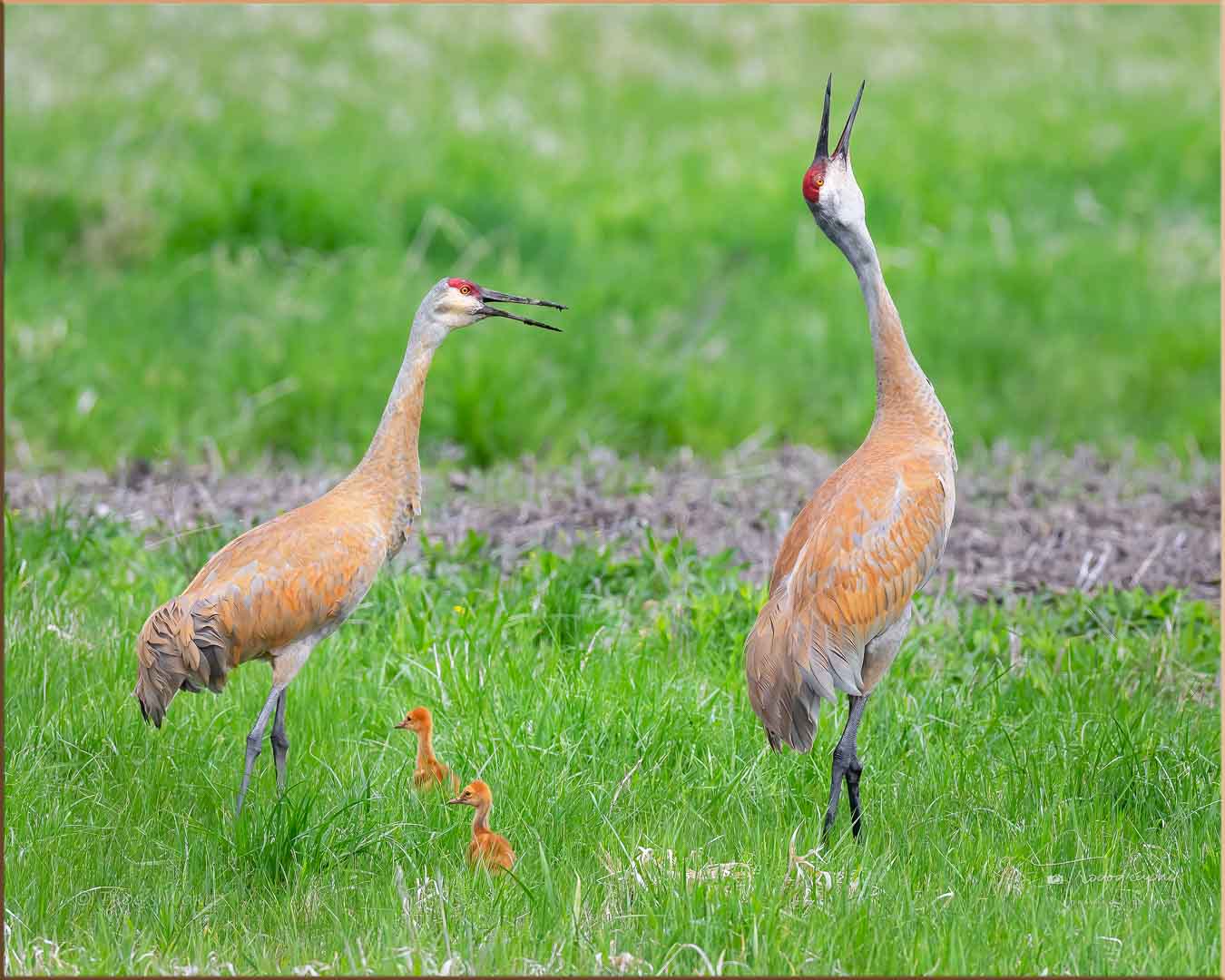 Sandhill Cranes bugling with their little colts