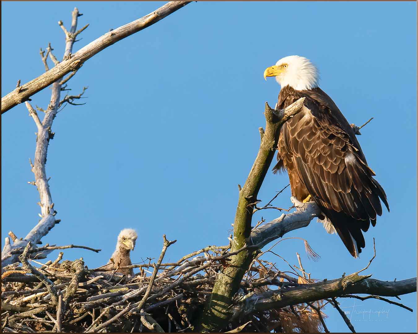 Mama Eagle with her eaglet