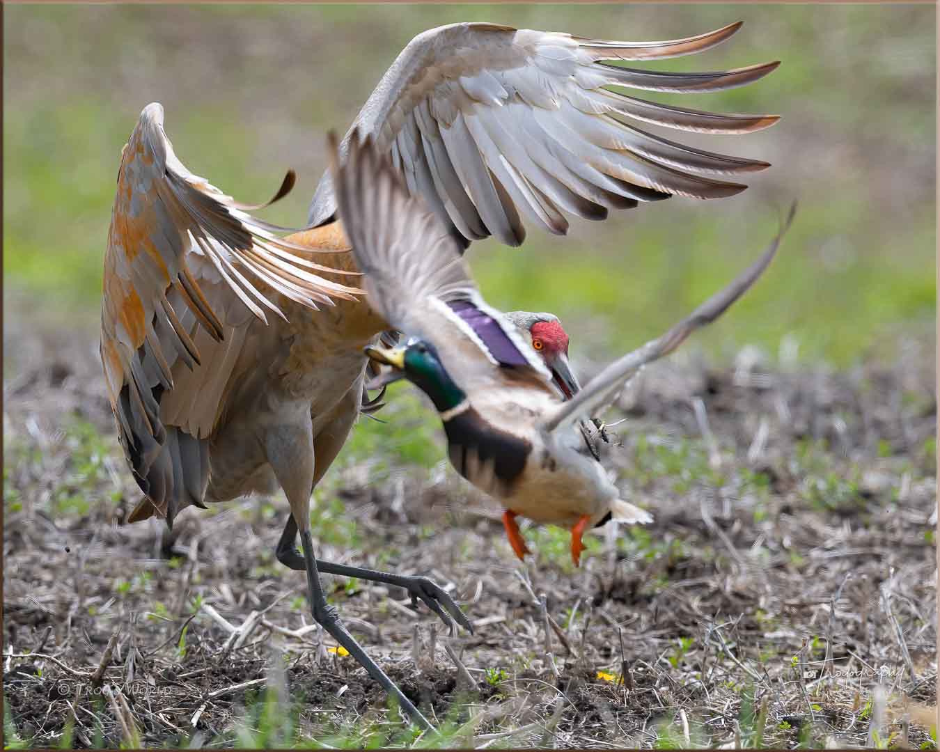 Sandhill Crane versus Mallard Drake