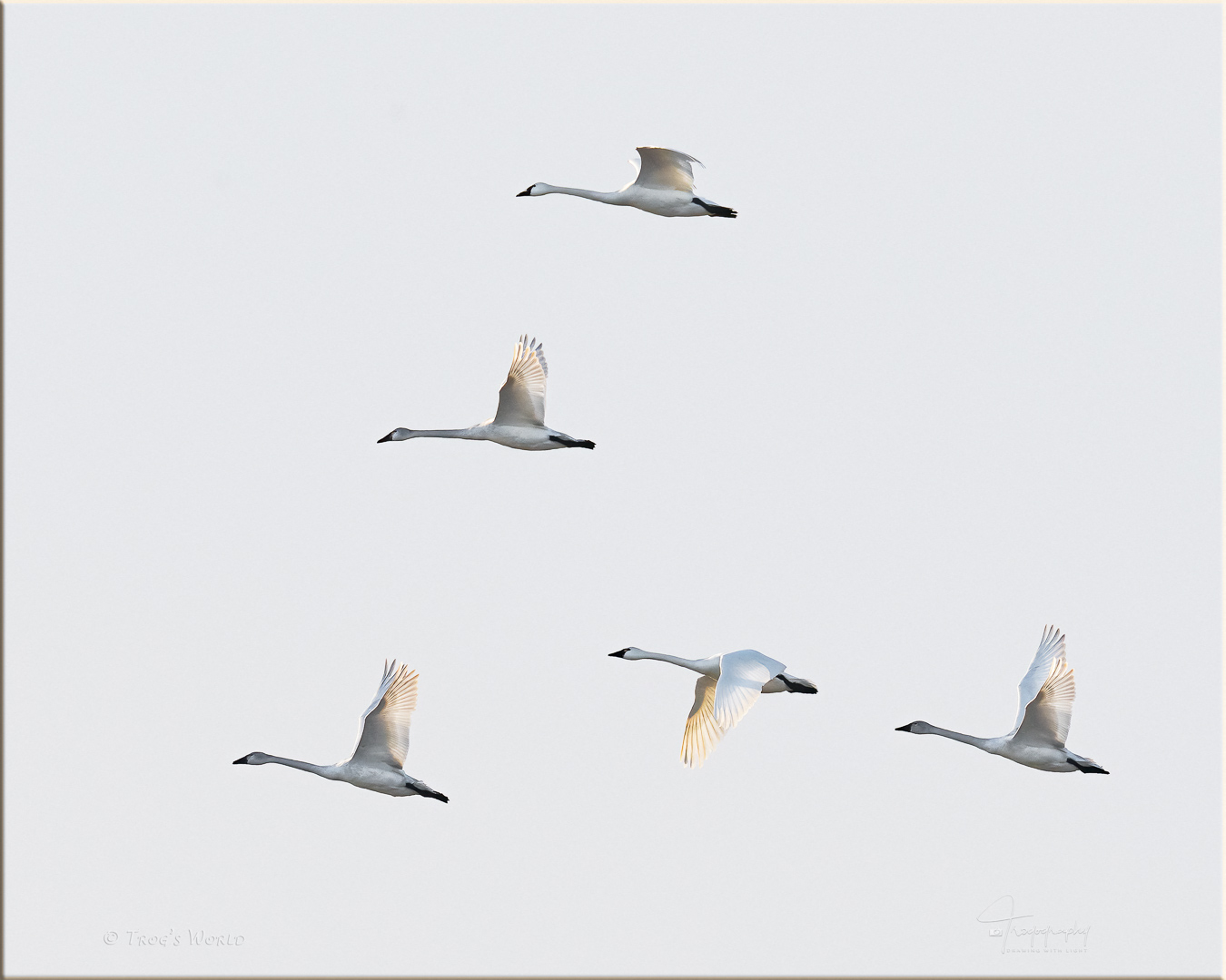 Family of Trumpeter Swans in flight