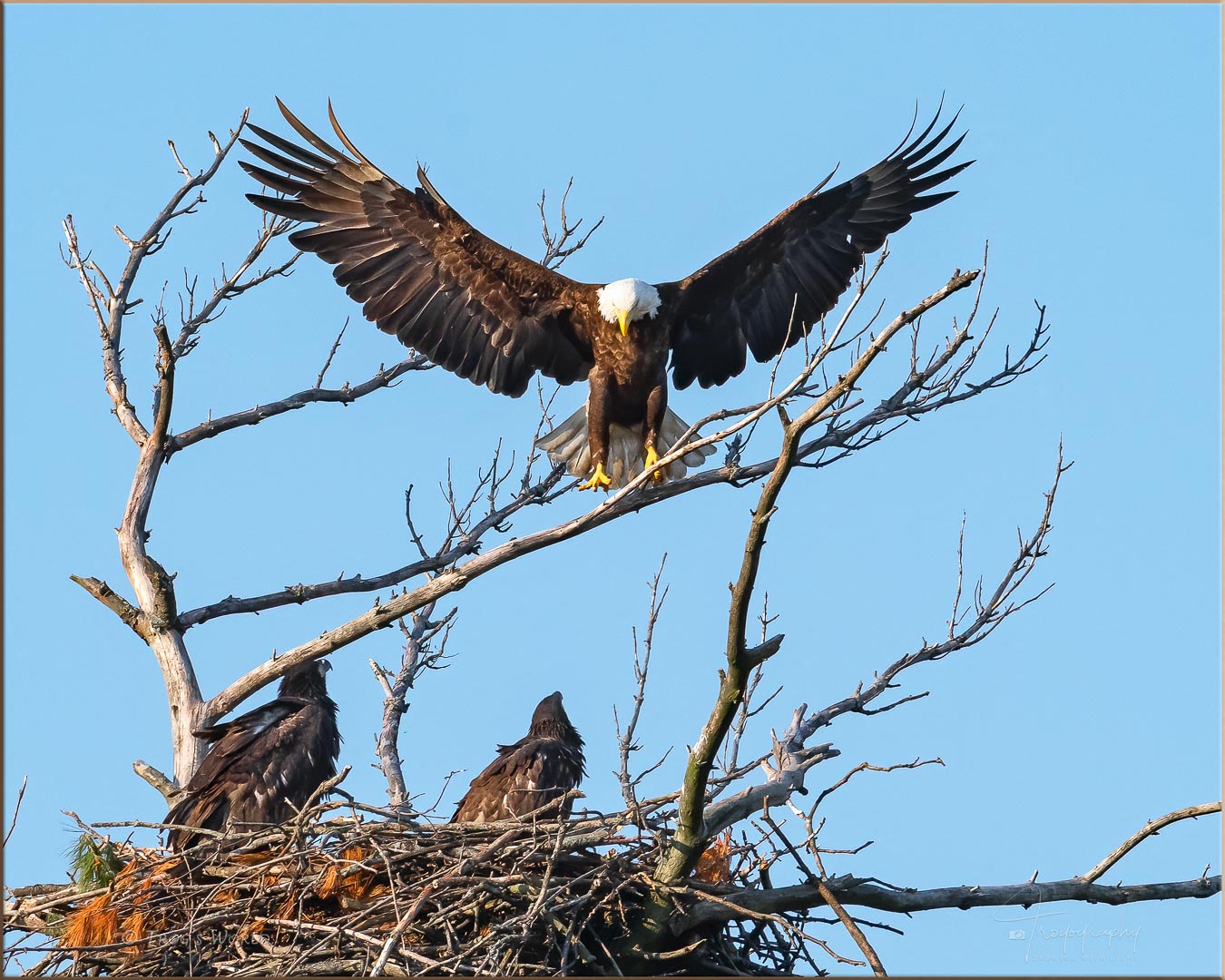 Bald Eagle landing above the nest