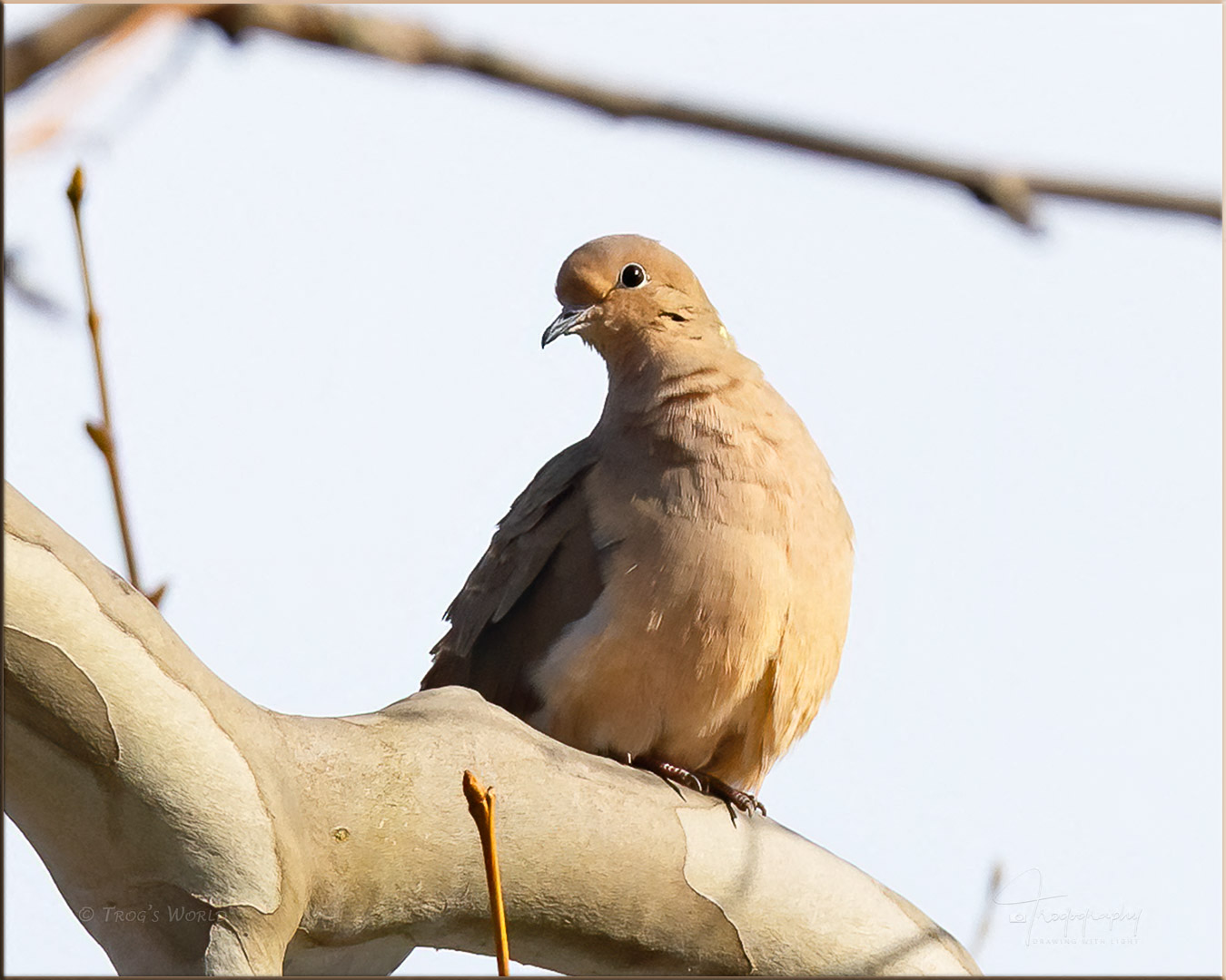 Mourning Dove sitting in a tree