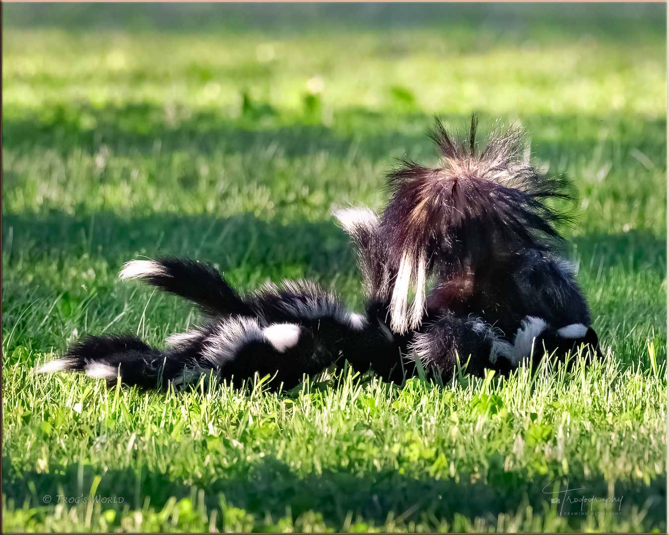 Mama skunk with her babies