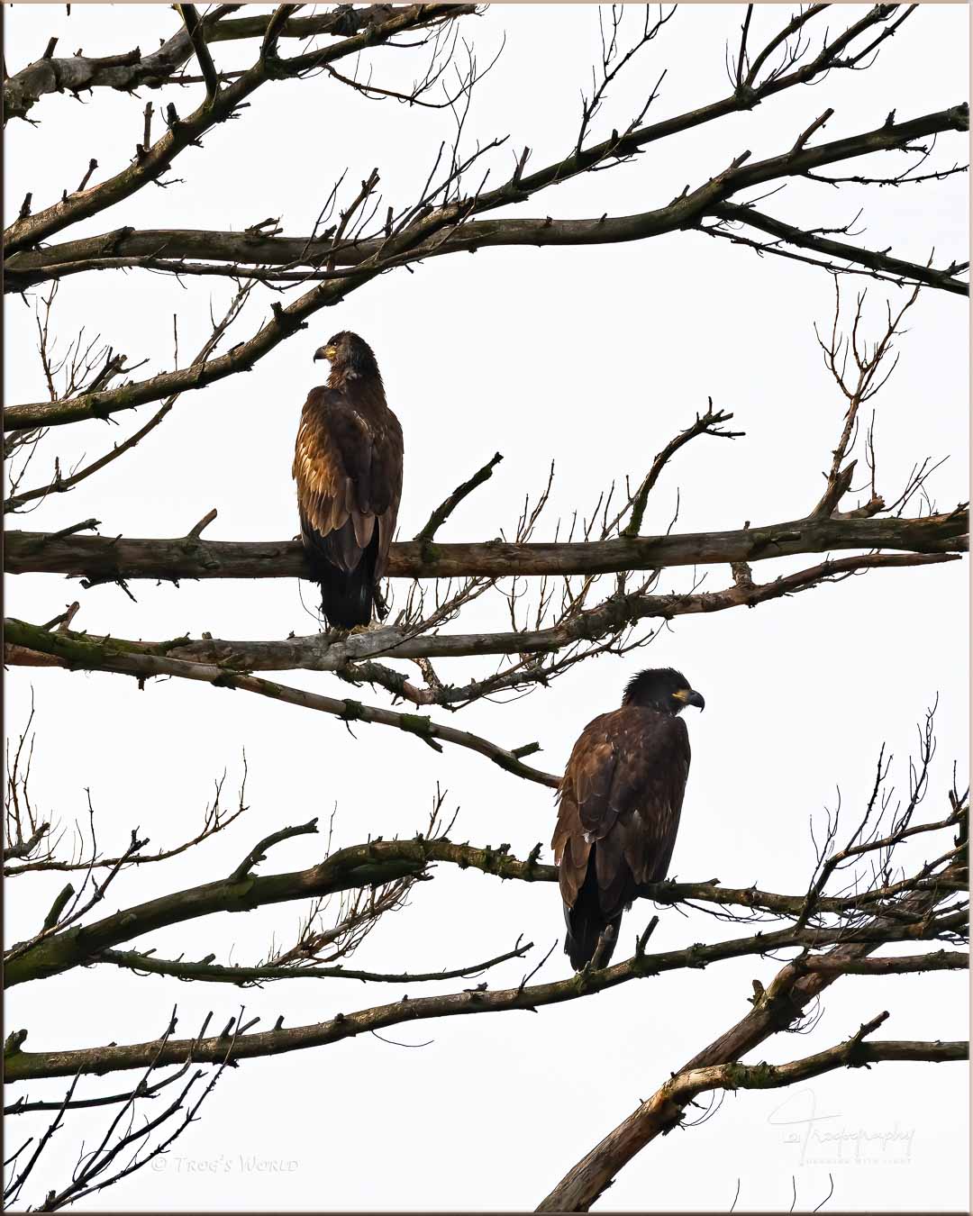 Two juvenile bald eagles in a tree