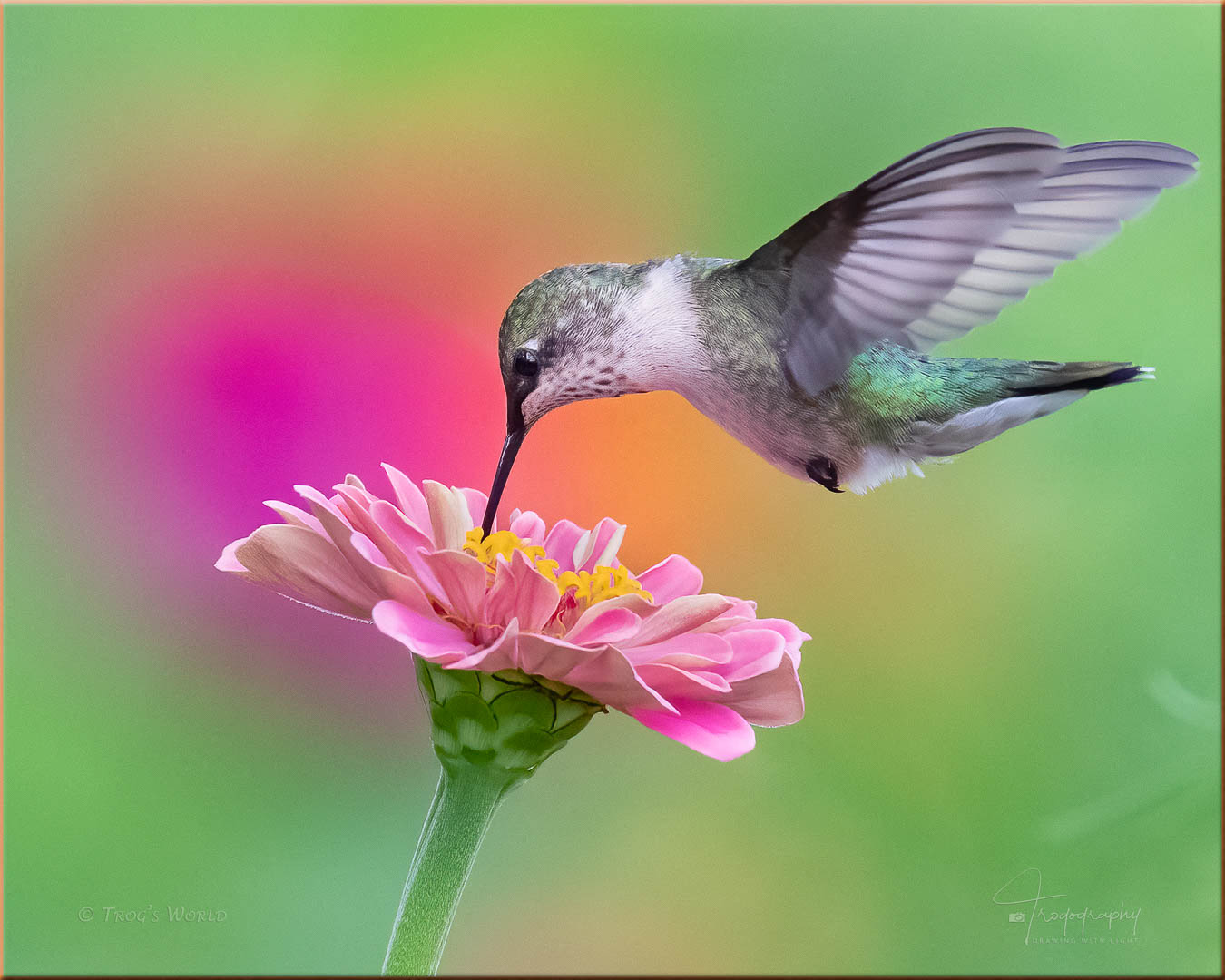 Ruby-throated Hummingbird and Flower