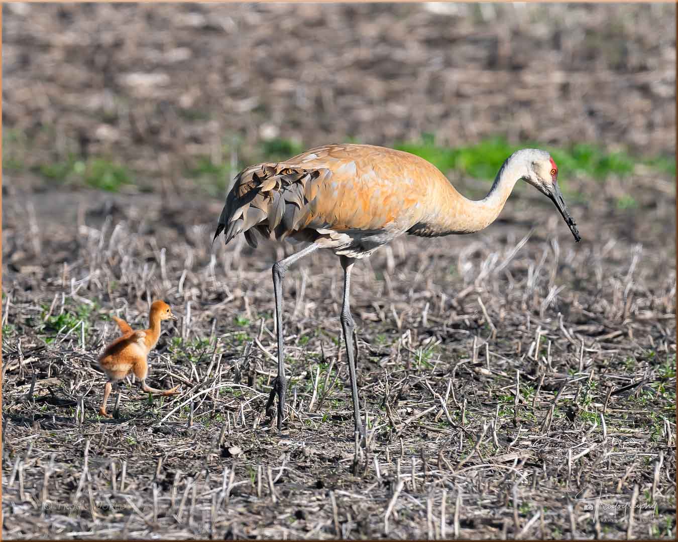 Sandhill Crane colt catching up to its parent