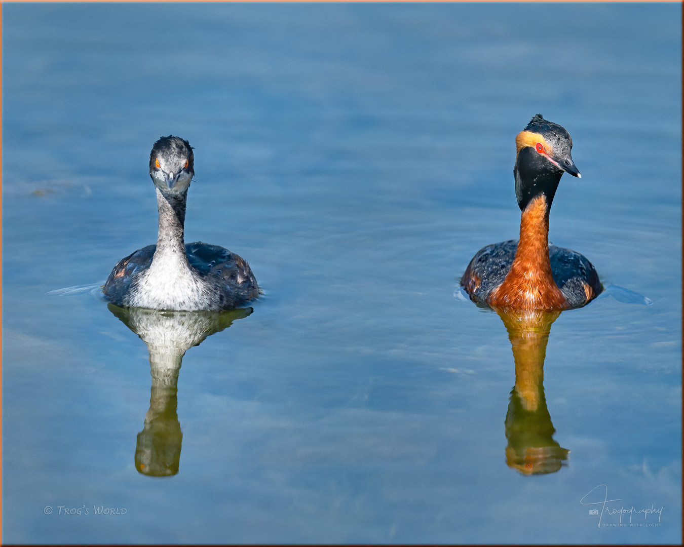 Horned Grebe and Eared Grebe Hanging Out