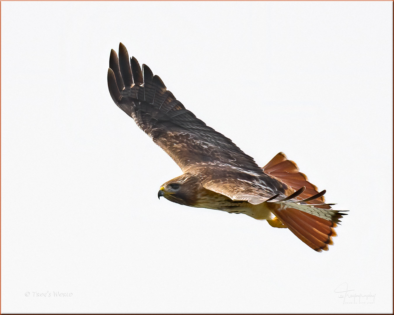 Red-tailed Hawk in flight