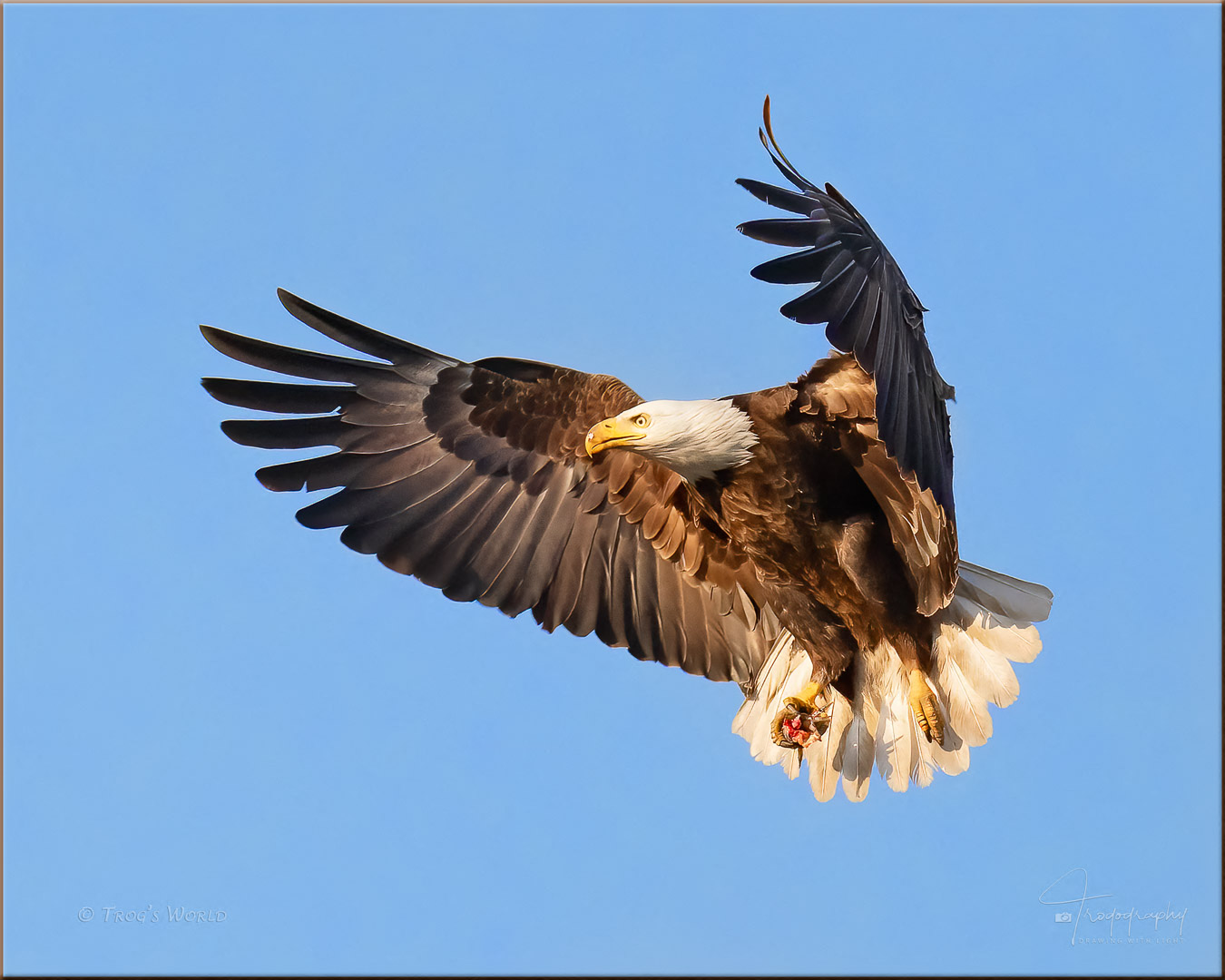 Papa Eagle bringing fish scraps to the nest