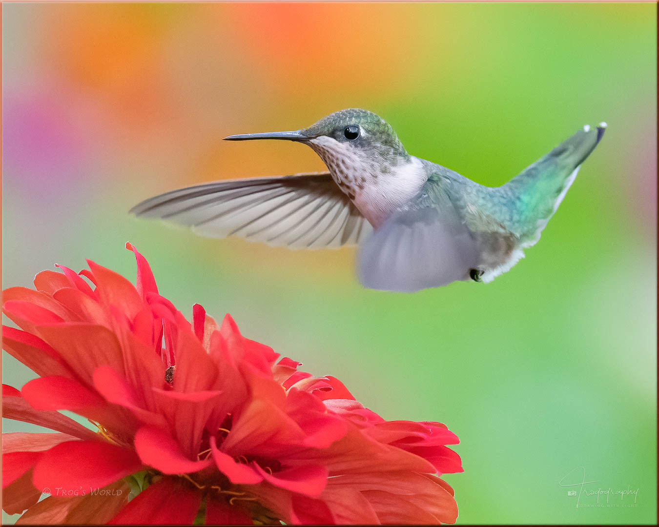 Ruby-throated Hummingbird hovering