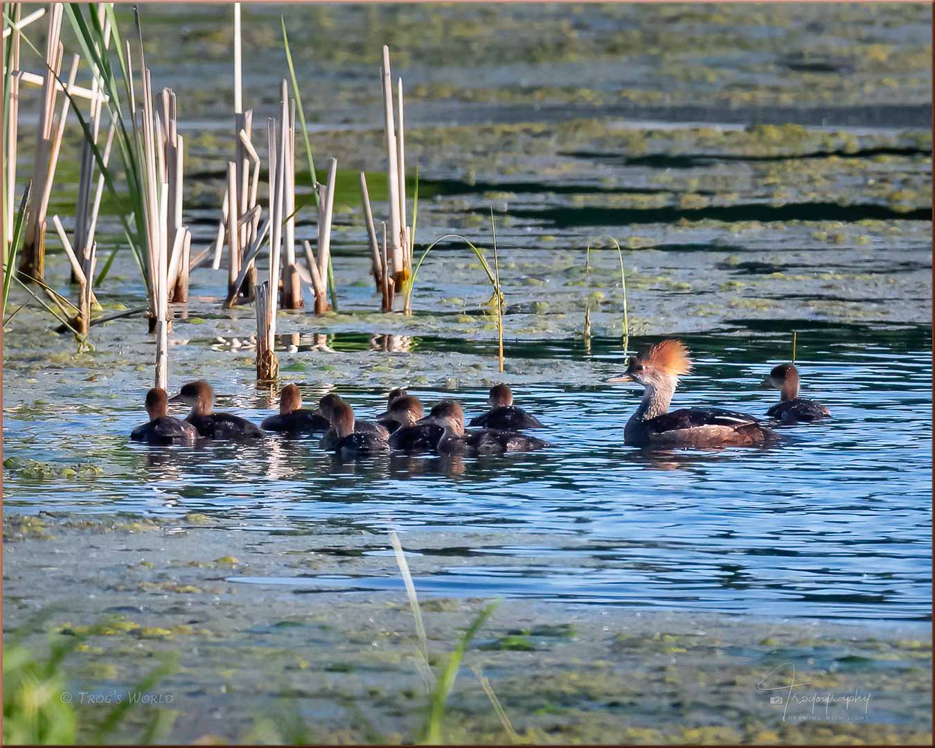 Hooded Merganser with her ten chicks