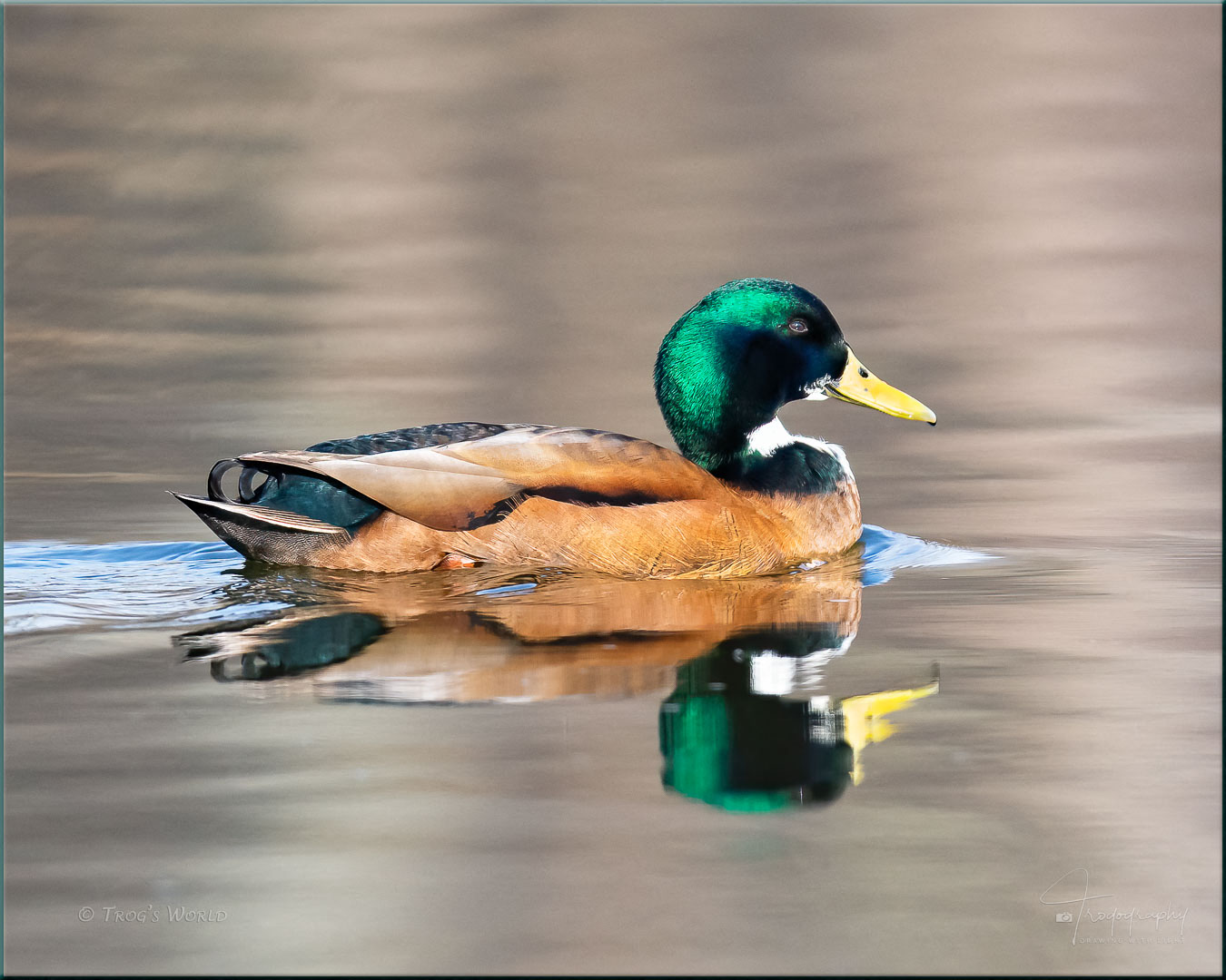 Mallard Drake