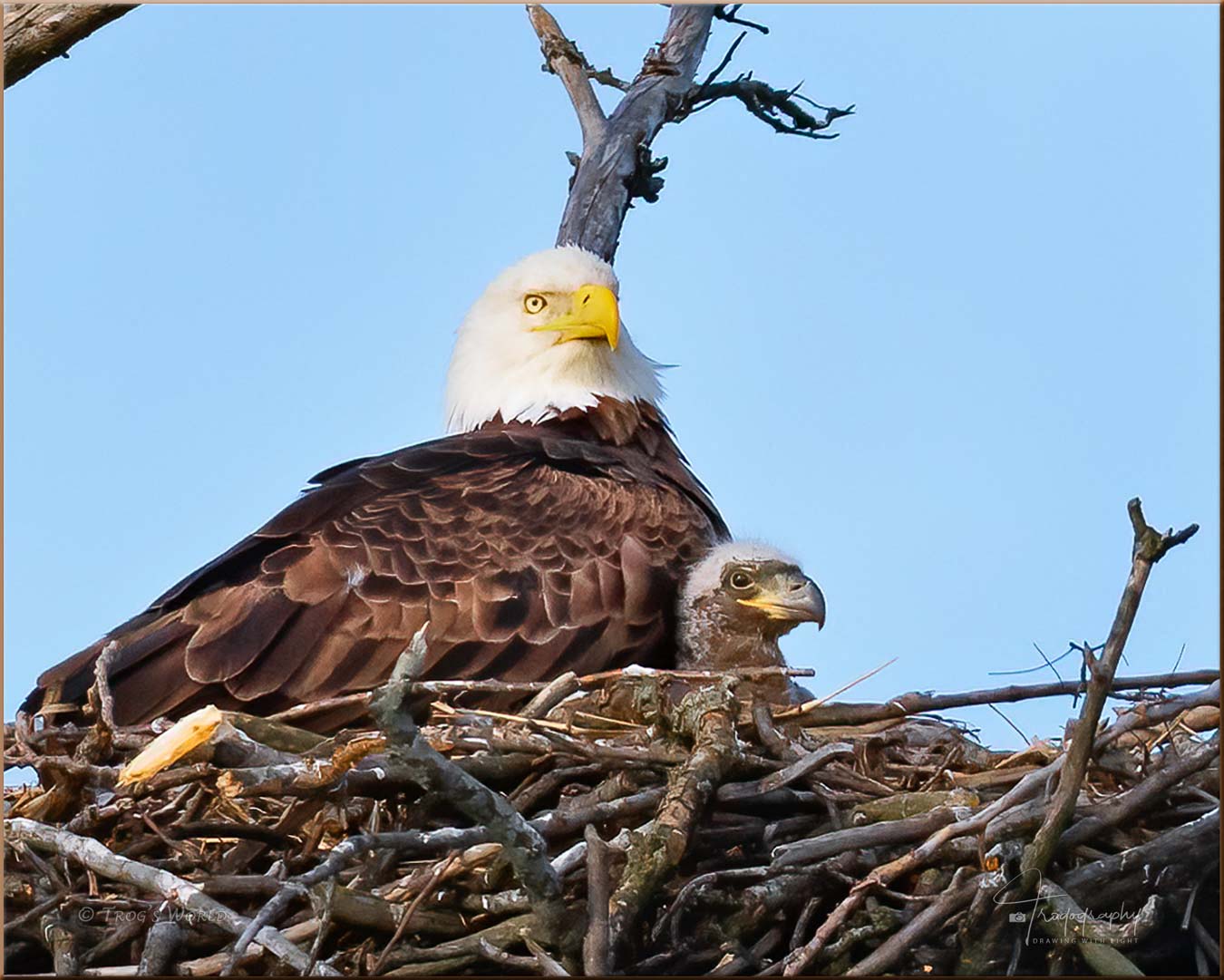 Eagle and her eaglet in the nest