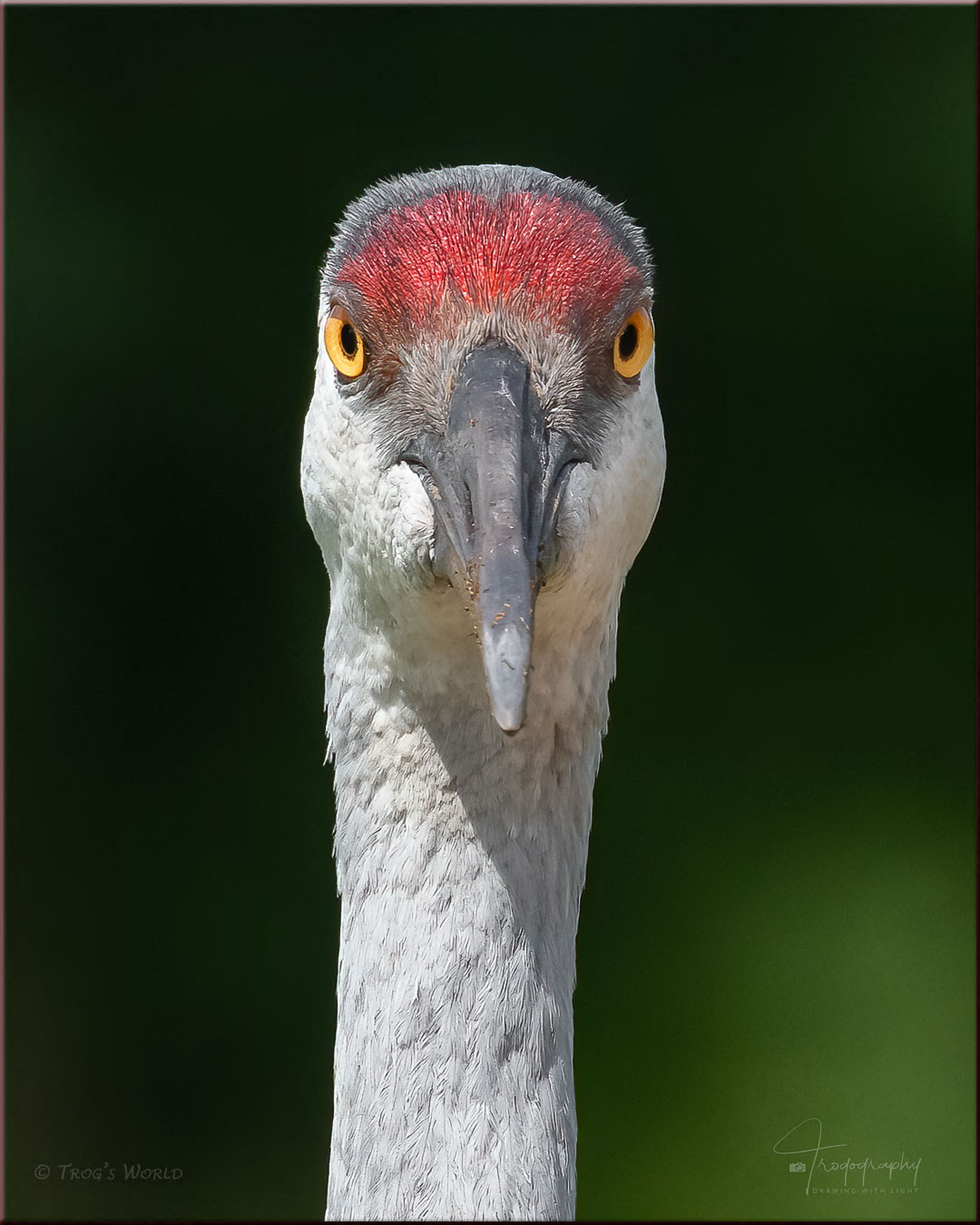 Sandhill Crane Portrait