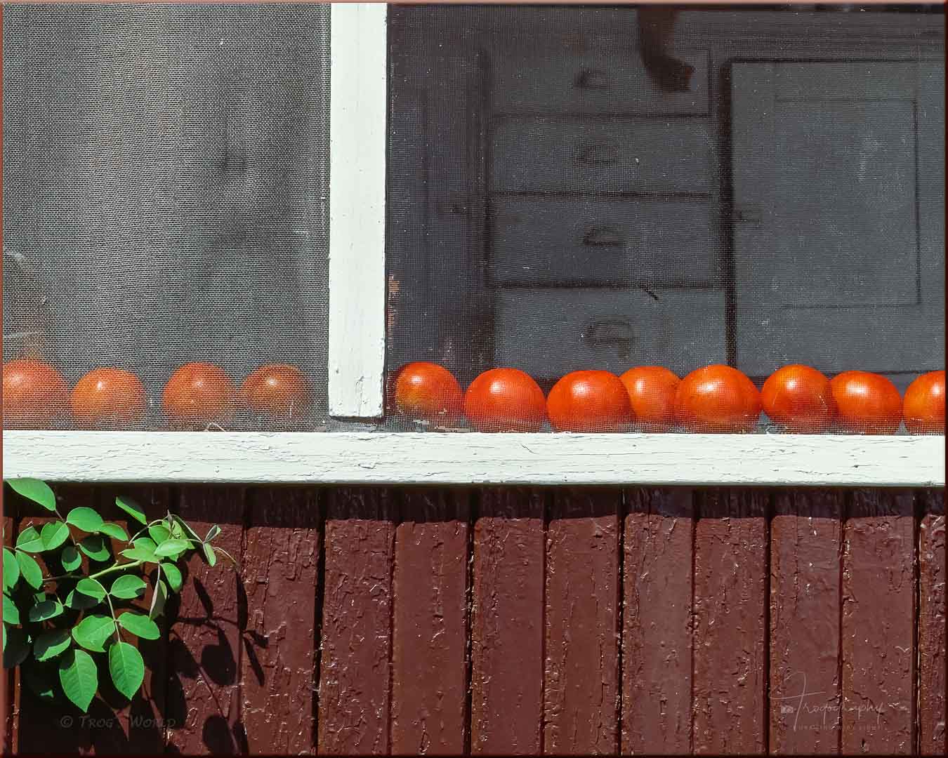 Homegrown tomatoes ripening on the ledge