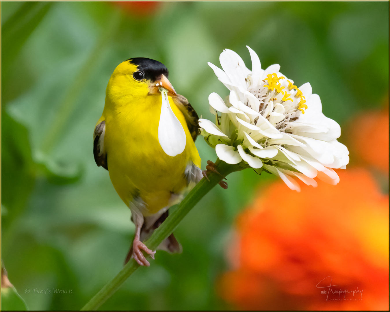 American Goldfinch on a flower