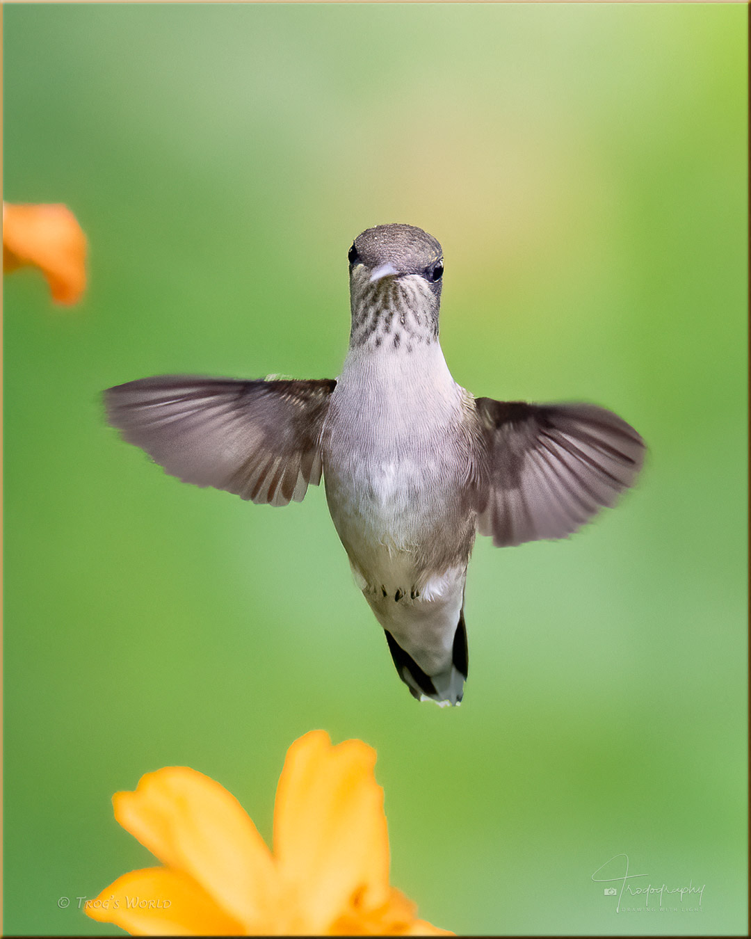 Ruby-throated Hummingbird hovering