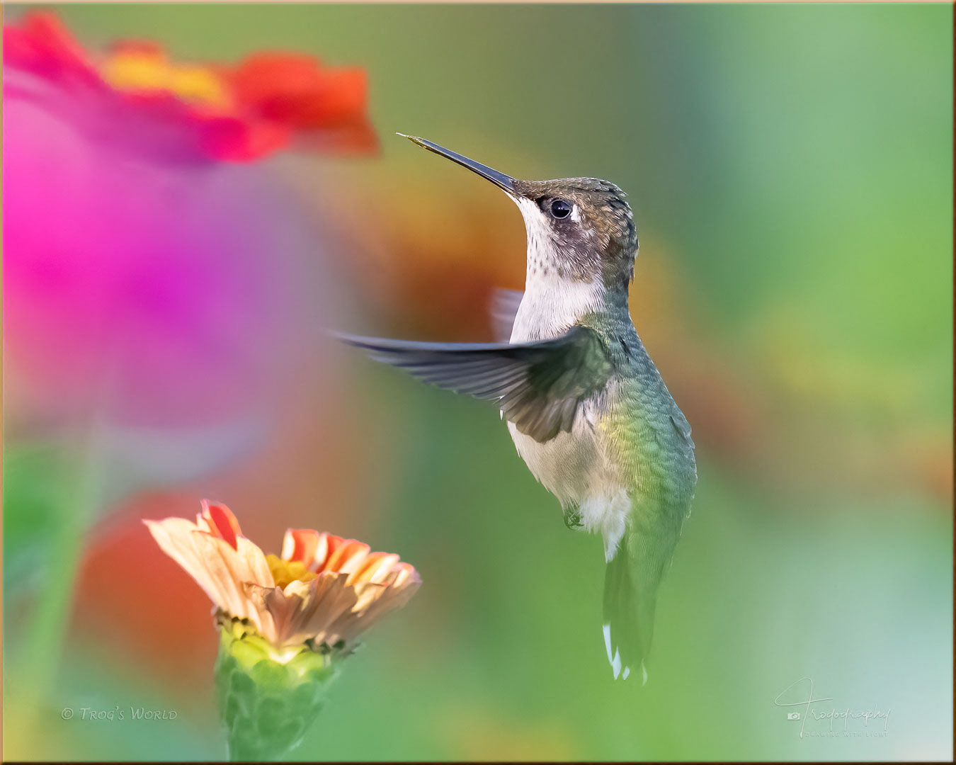 Fat Hummingbird ready for migration