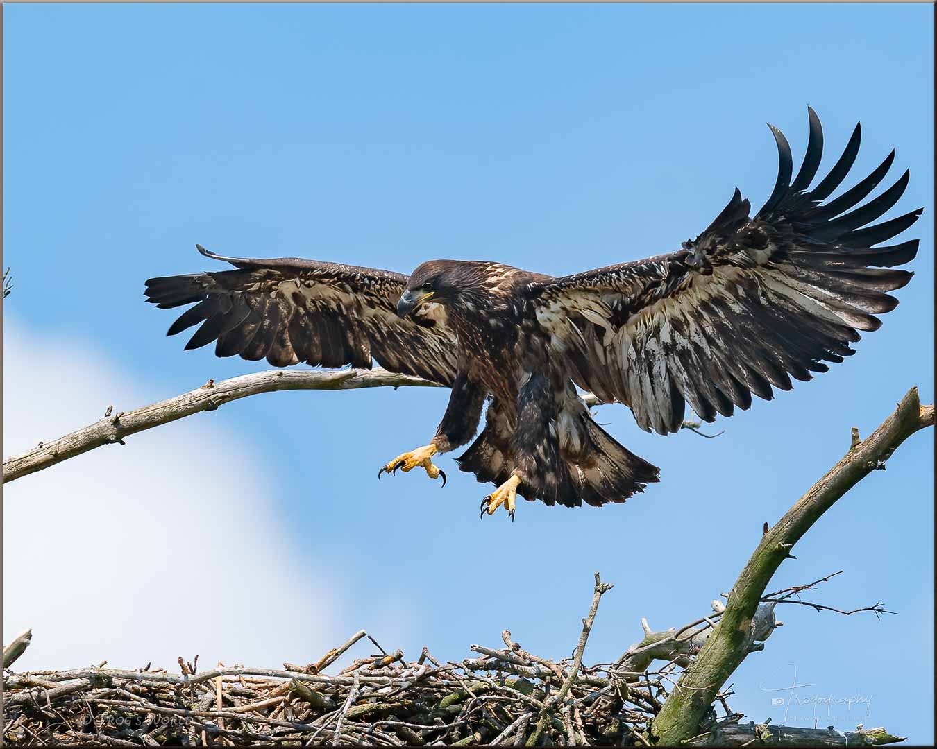 Eaglet branching at its nest