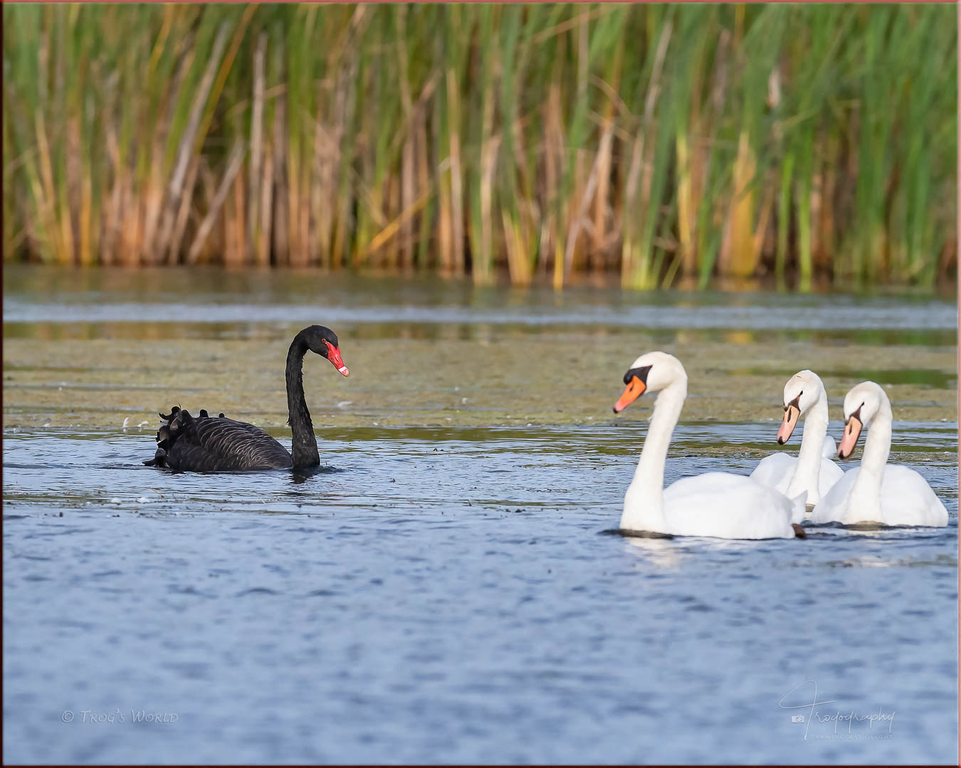 Black Swan and Mute Swans