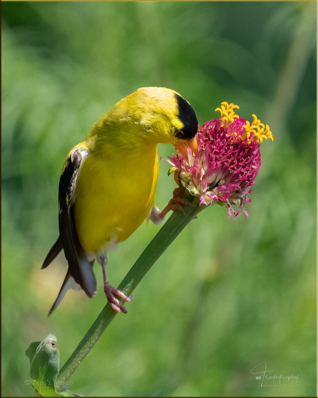 American Goldfinch (male) perched on a flower stem