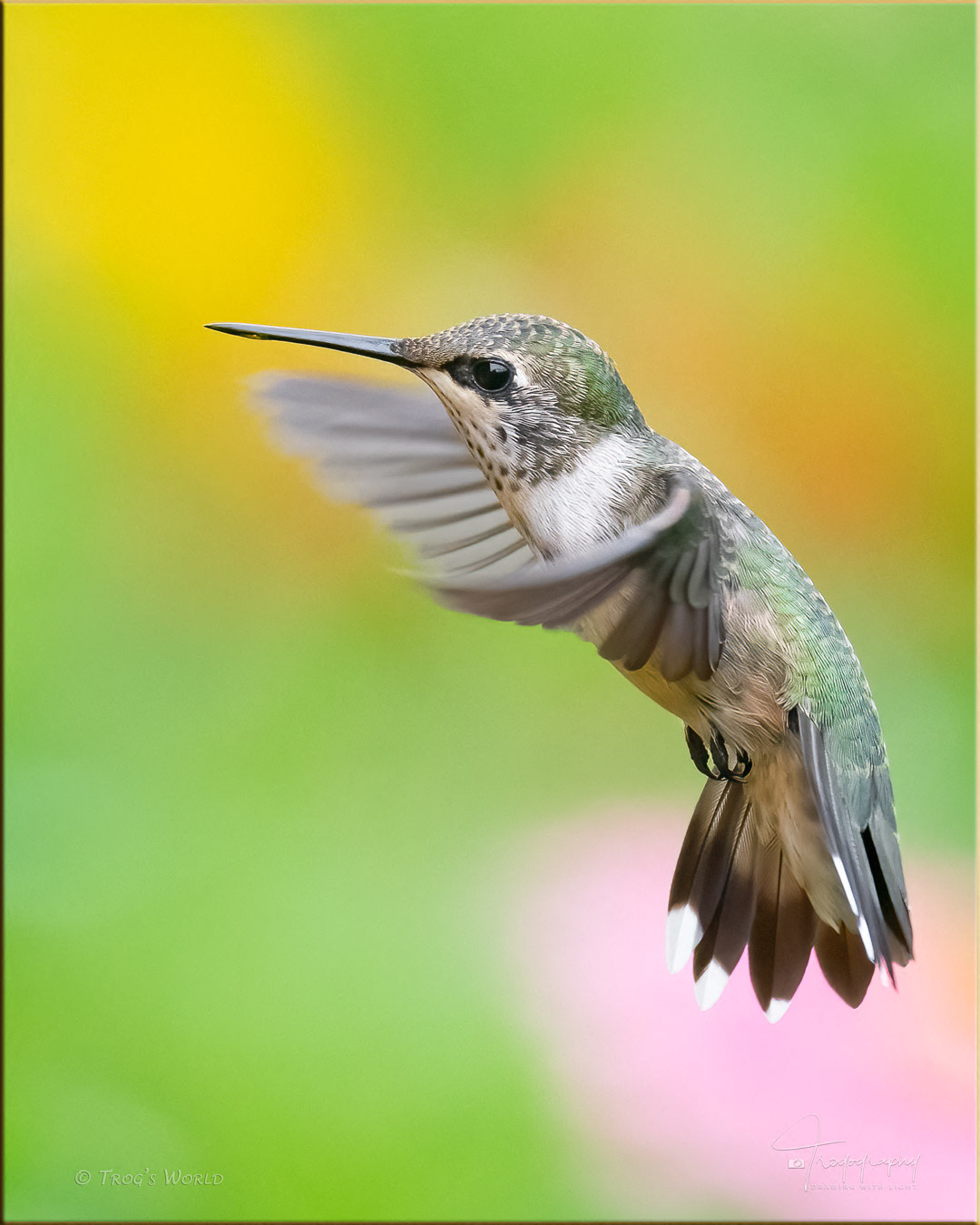 Profile of a ruby-throated hummingbird while hovering