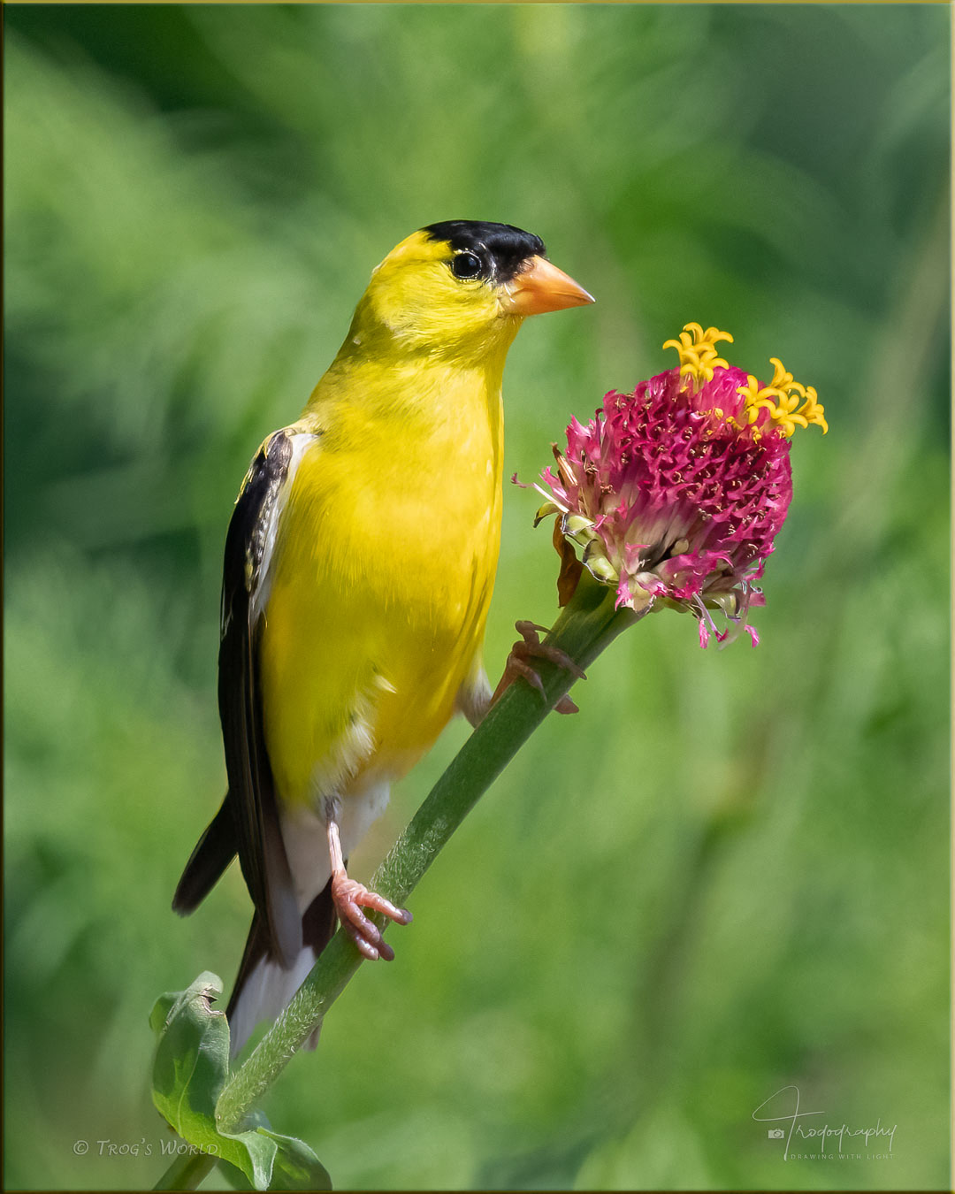 American Goldfinch (male) perched on a flower stem