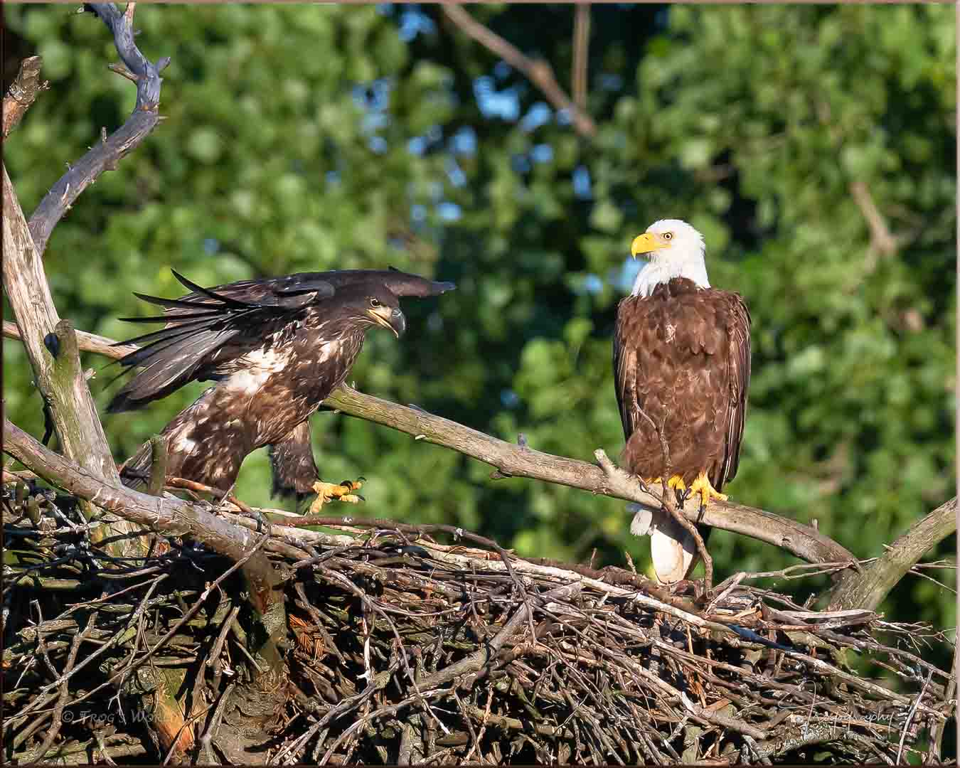 Eaglet and Mama Eagle in the nest