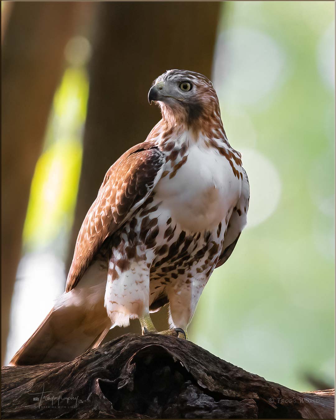 Juvenile Red-tailed Hawk