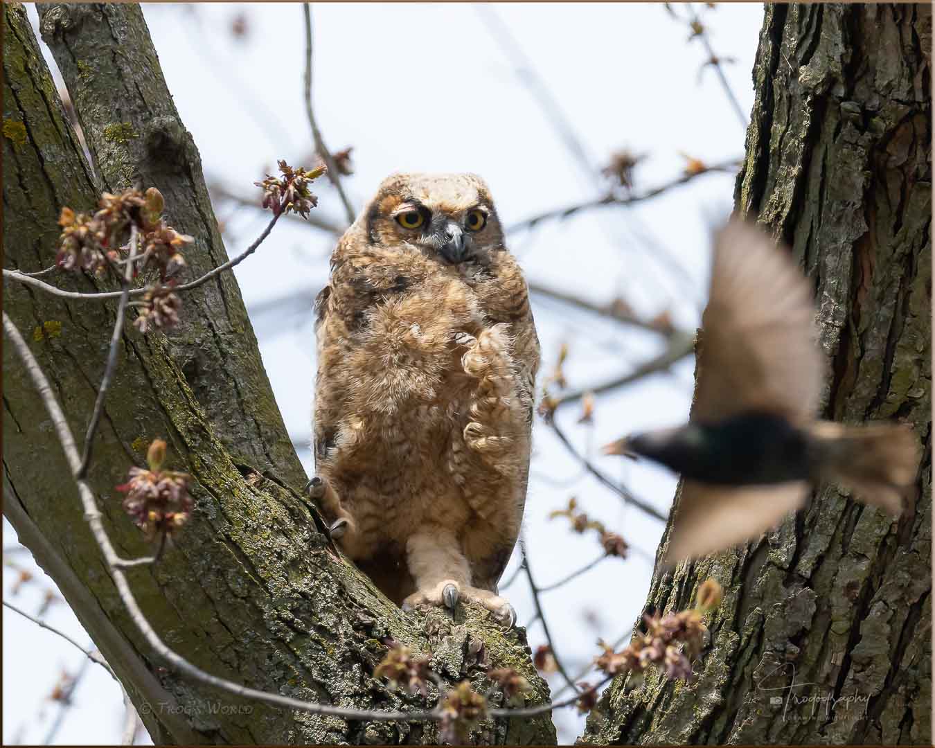 Great Horned Owlet watching a bird fly by