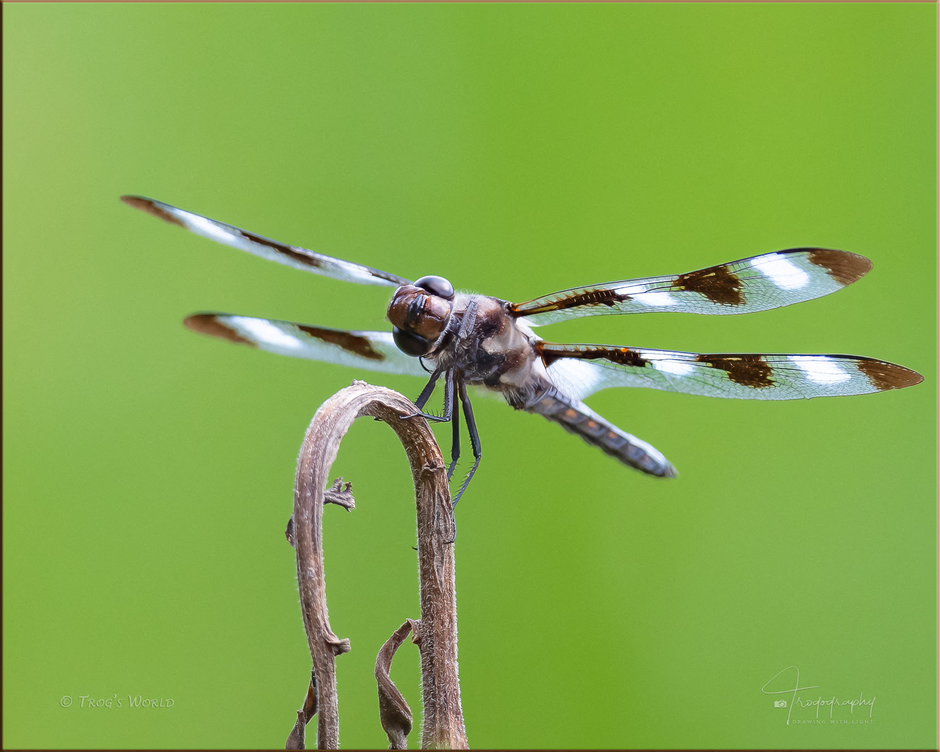 Dragonfly tilting its head