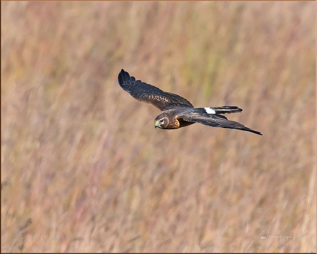 Northern Harrier (juvenile) in flight